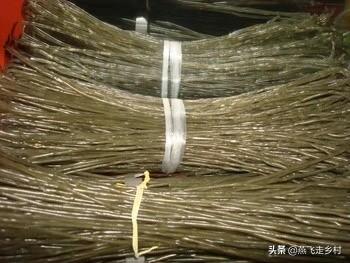 小红书粉丝营销
:自家红薯粉条怎么销售？