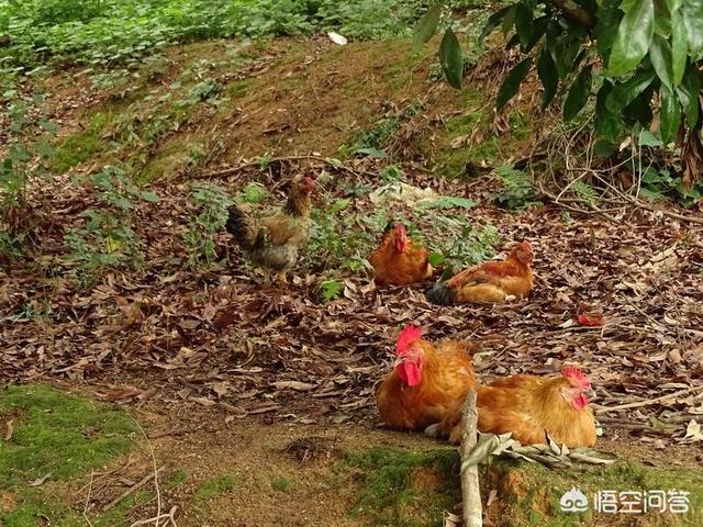 抖音营销策略分析
:散养优质土鸡如何扩大网络销售？如何能够盈利？